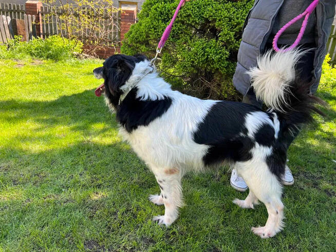 Fantastyczny Buzer w typie border collie!