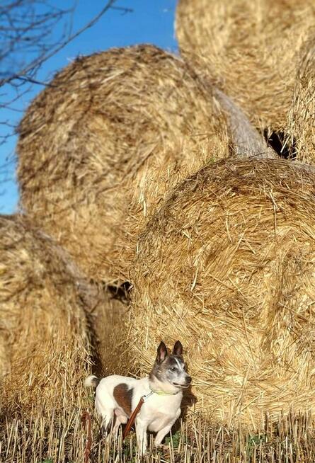 Pinio szuka domu, pies, mały