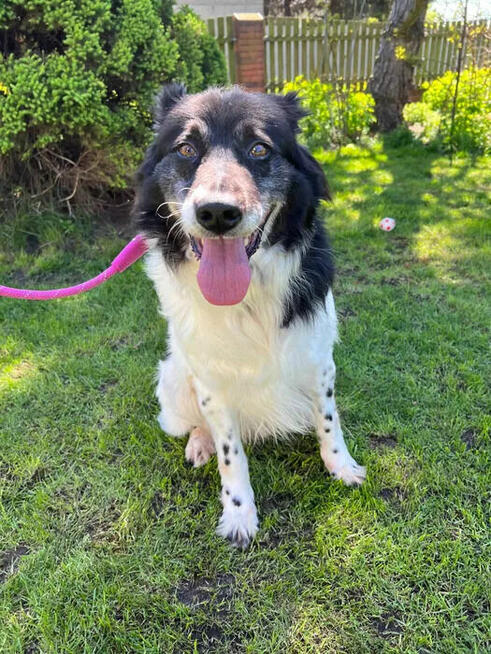 Fantastyczny Buzer w typie border collie!