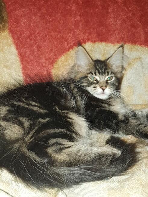 Kocurek z prawami hodowlanymi bez obostrzeń w umowie