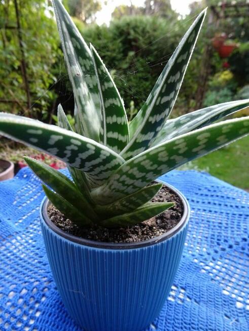 Do Kolekcjii Aloes Pstry Tygrysi Aloe Variagata Kaktus