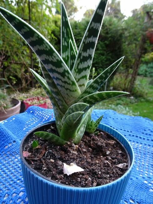 Do Kolekcjii Aloes Pstry Tygrysi Aloe Variagata Kaktus