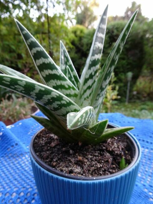 Do Kolekcjii Aloes Pstry Tygrysi Aloe Variagata Kaktus