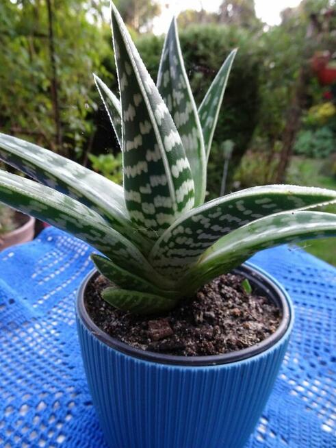Do Kolekcjii Aloes Pstry Tygrysi Aloe Variagata Kaktus