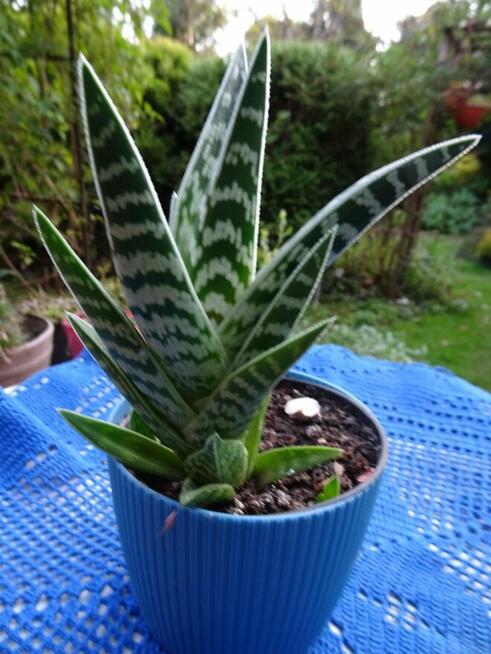 Do Kolekcjii Aloes Pstry Tygrysi Aloe Variagata Kaktus