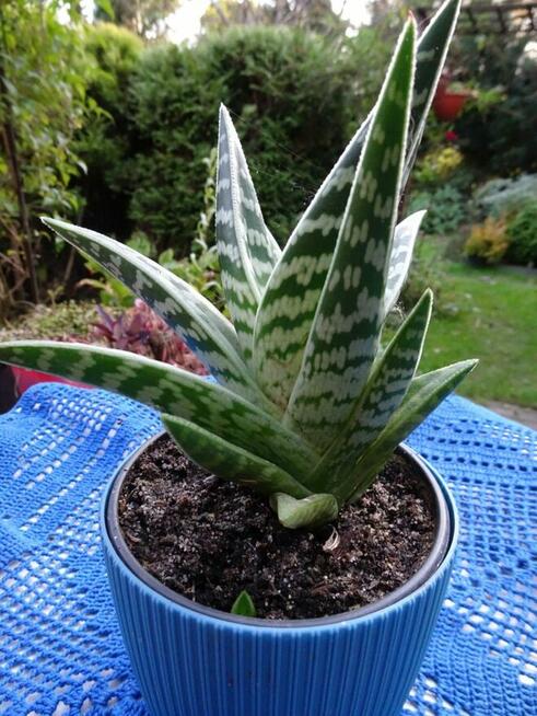 Do Kolekcjii Aloes Pstry Tygrysi Aloe Variagata Kaktus