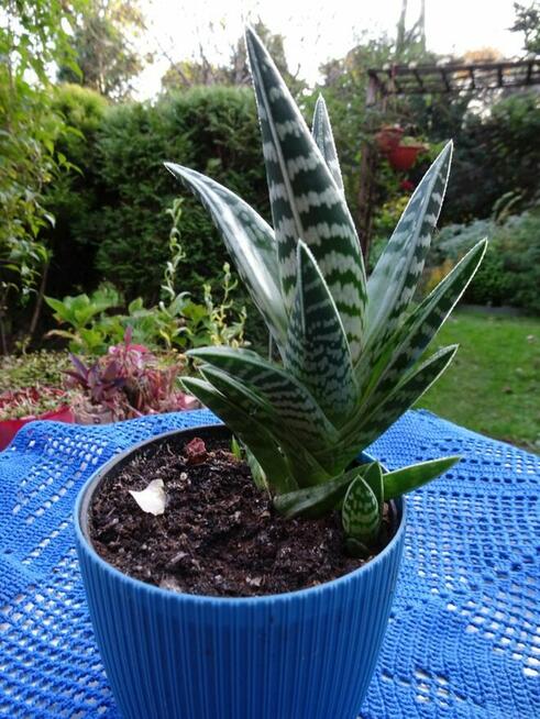 Do Kolekcjii Aloes Pstry Tygrysi Aloe Variagata Kaktus