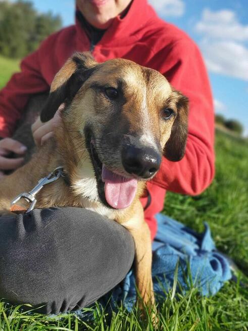 dwupak Azi i Zoja szukają domu, pies, suczka, rodzeństwo