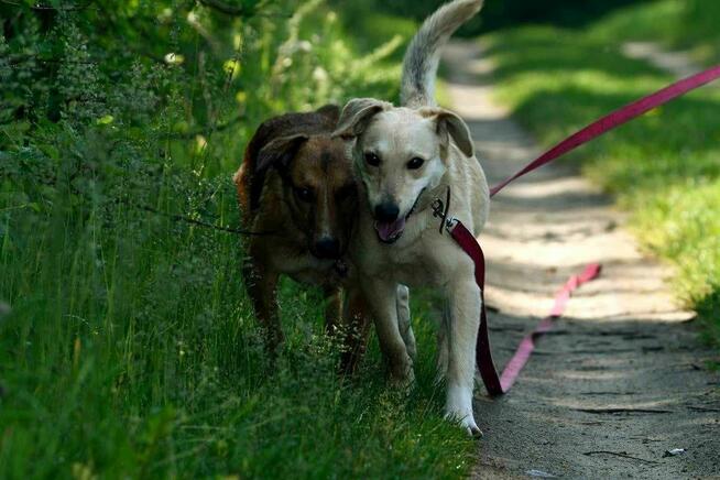 dwupak Azi i Zoja szukają domu, pies, suczka, rodzeństwo