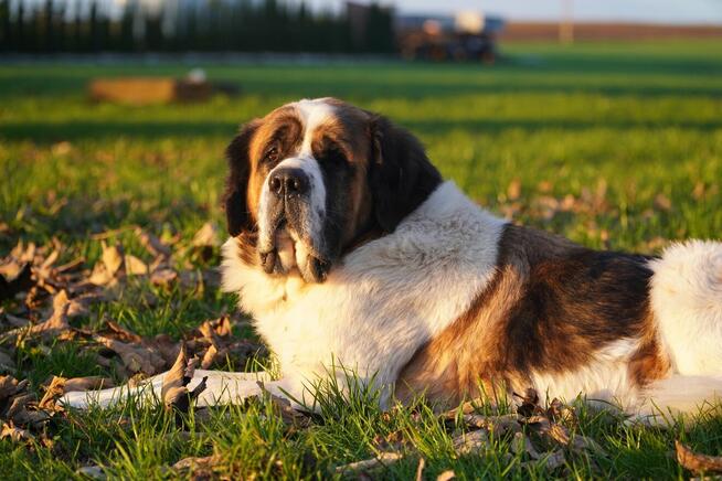 Brenia _ w typie bernardyna.