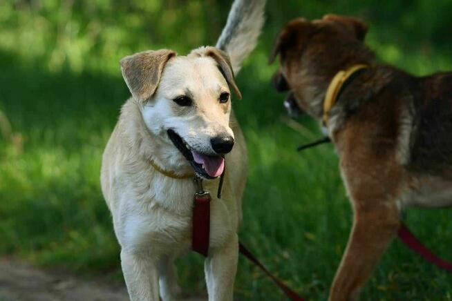 dwupak Azi i Zoja szukają domu, pies, suczka, rodzeństwo