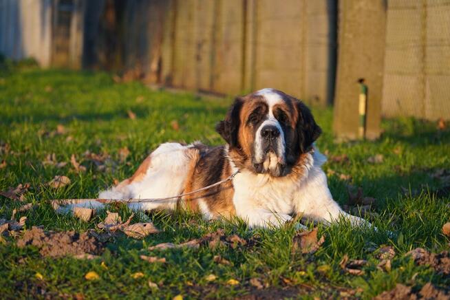 Brenia _ w typie bernardyna.