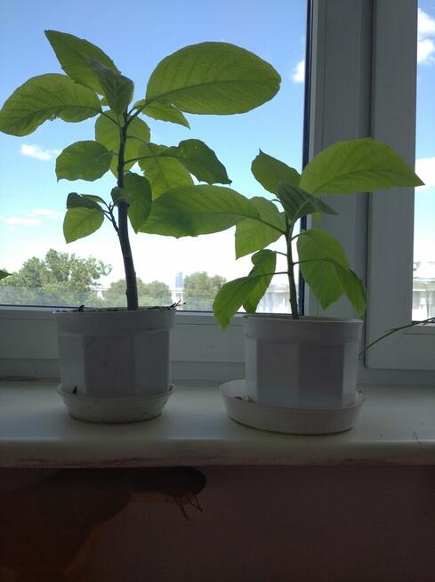 Kwiaty - brugmansje różowe - sadzonki w doniczce