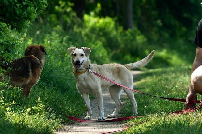 dwupak Azi i Zoja szukają domu, pies, suczka, rodzeństwo
