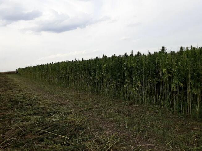 Ściółka konopna paździerze konopne 30kg Wysyłka gratis!!!