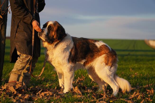 Brenia _ w typie bernardyna.