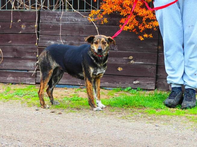 Cudowna wesoła sunia kochająca ludzi BŁAGA PILNIE o domek