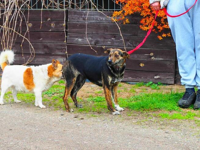 Cudowna wesoła sunia kochająca ludzi BŁAGA PILNIE o domek