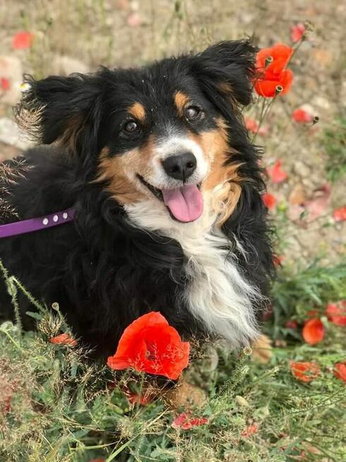 Jerry już 1,5 roku w schronisku! Prosimy o dom Choszczna