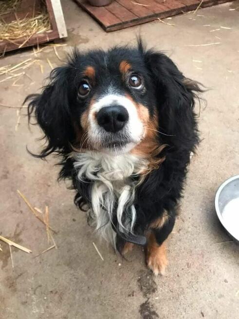 Jerry już 1,5 roku w schronisku! Prosimy o dom Choszczna