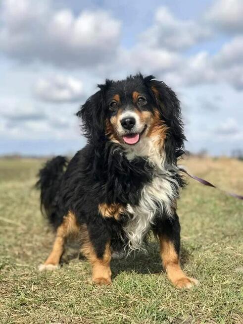 Jerry już 1,5 roku w schronisku! Prosimy o dom Choszczna