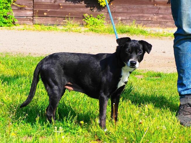 TEKLA śliczna oddana sunia kochająca ludzi BŁAGA o domek