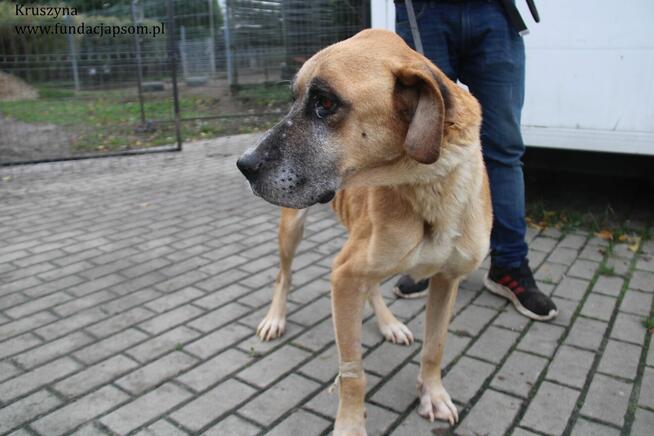 Kruszynka cudowna, dzielna sunia