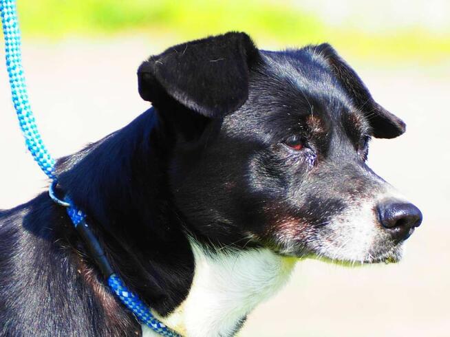 Cudowna malutka sunia kochająca ludzi nad życie BŁAGA o dom