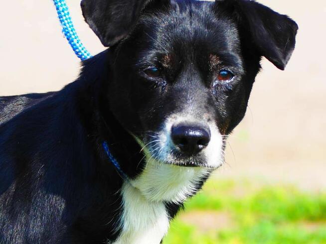 TEKLA śliczna oddana sunia kochająca ludzi BŁAGA o domek