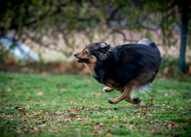 MacGyver ma ok. 5 lat, waży 10 kg i pilnie szuka domu Marta