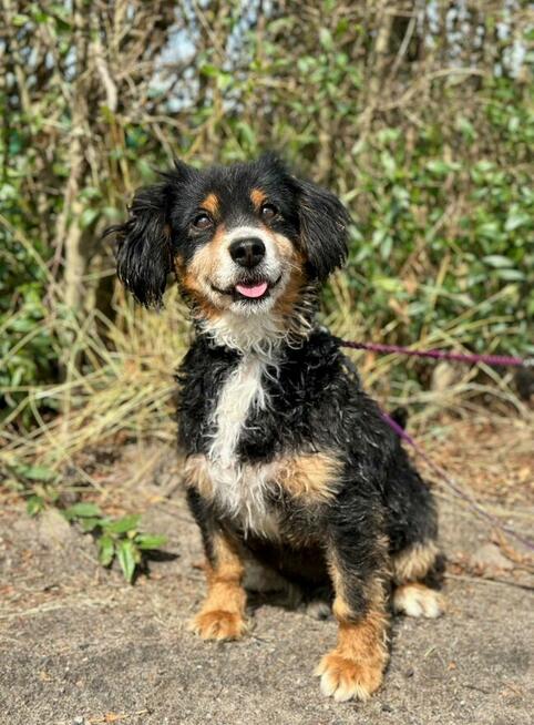 Jerry już 1,5 roku w schronisku! Prosimy o dom Choszczna