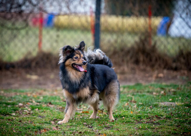 MacGyver ma ok. 5 lat, waży 10 kg i pilnie szuka domu Marta