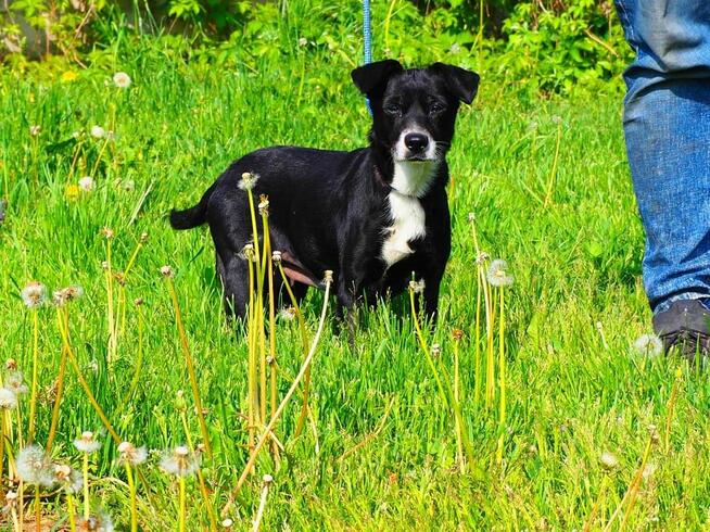 Cudowna malutka sunia kochająca ludzi nad życie BŁAGA o dom