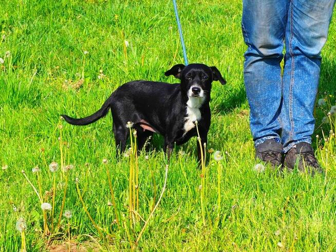 Cudowna malutka sunia kochająca ludzi nad życie BŁAGA o dom