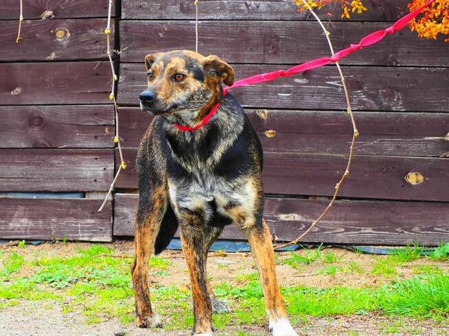 Cudowna wesoła sunia kochająca ludzi BŁAGA PILNIE o domek