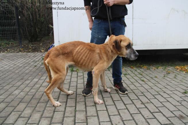 Kruszynka cudowna, dzielna sunia