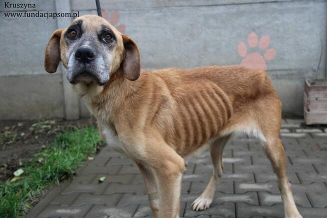 Kruszynka cudowna, dzielna sunia