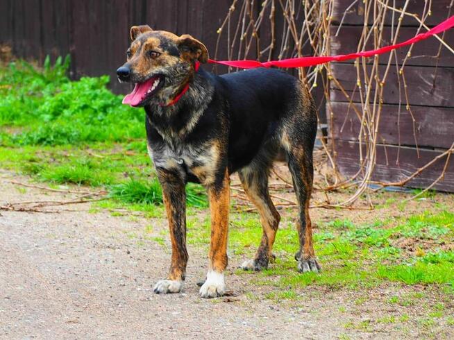 ROSA śliczna ułożona sunia kochająca ludzi BŁAGA o domek