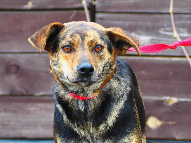 Cudowna wesoła sunia kochająca ludzi BŁAGA PILNIE o domek