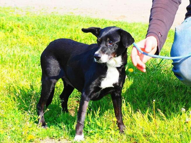 Cudowna malutka sunia kochająca ludzi nad życie BŁAGA o dom