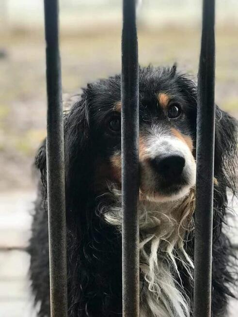 Jerry już 1,5 roku w schronisku! Prosimy o dom Choszczna