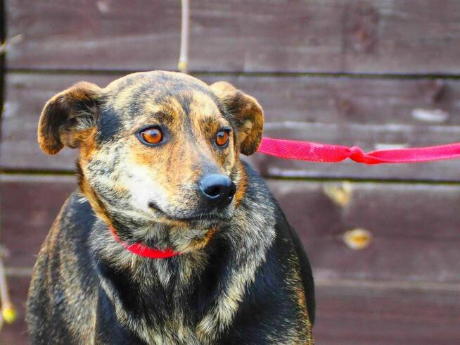 ROSA śliczna ułożona sunia kochająca ludzi BŁAGA o domek