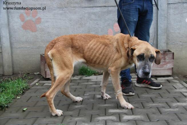 Kruszynka cudowna, dzielna sunia