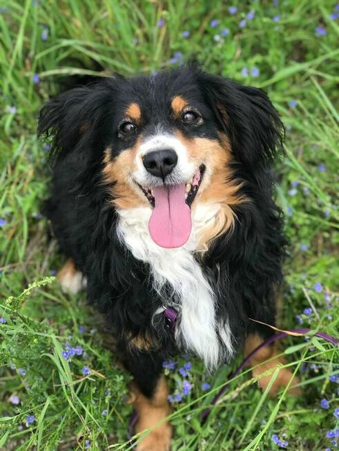 Jerry już 1,5 roku w schronisku! Prosimy o dom Choszczna