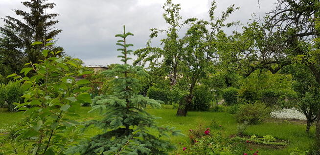 Super Działka Rekreacyjna ROD w centrum Wrocławia