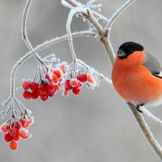 Słonecznik Czarny Pokarm Karma dla Ptaków na Zimę 1 KG