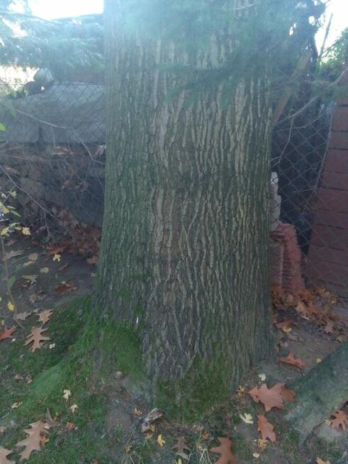 Żołędzie dębu czerwonego tegoroczne