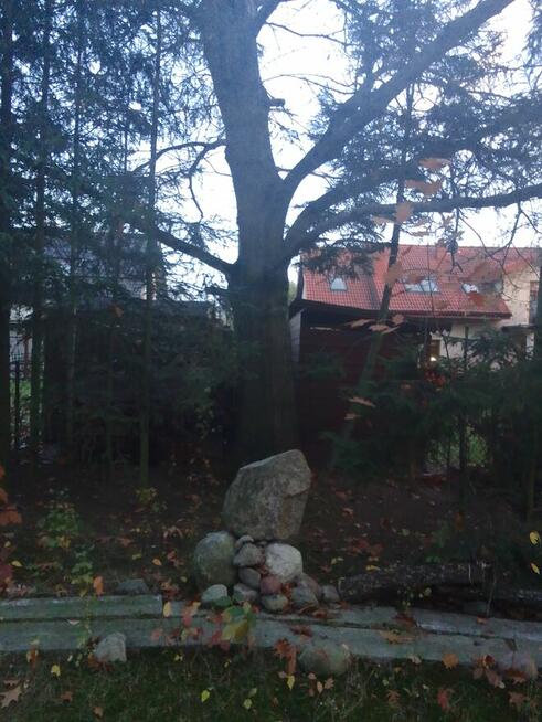 Żołędzie dębu czerwonego tegoroczne