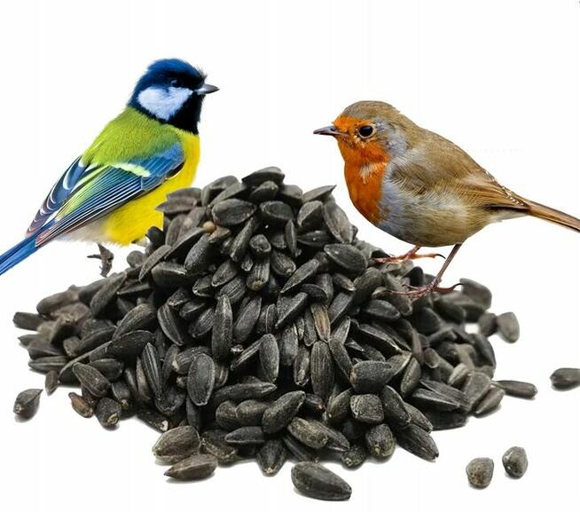 Słonecznik Czarny Pokarm Karma dla Ptaków na Zimę 1 KG