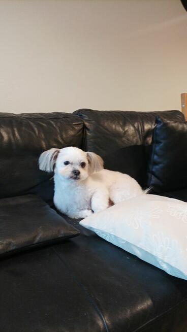 Strzyżenie psów Kościerzyna ul Kartuska 21